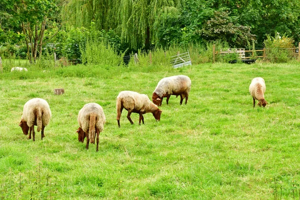 Jouy Moutier France Août 2021 Ferme Ecancourt — Photo