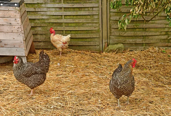 Sagy France August 2021 Poultry Farm — Stock Photo, Image