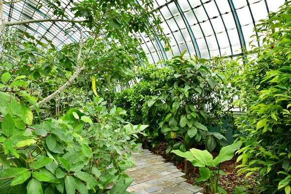 Paris Frankreich Juli 2021 Der Garten Der Greehouses Auteuil Der — Stockfoto