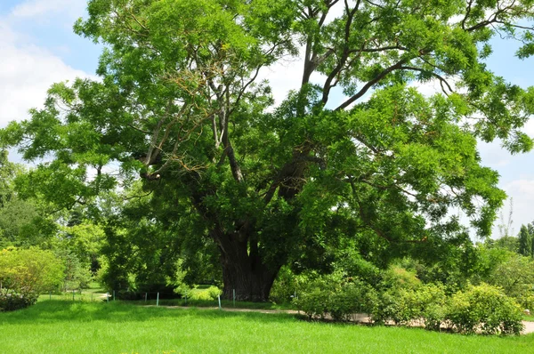 Frankrike, marie antoinette estate i parc av versailles pa — Stockfoto