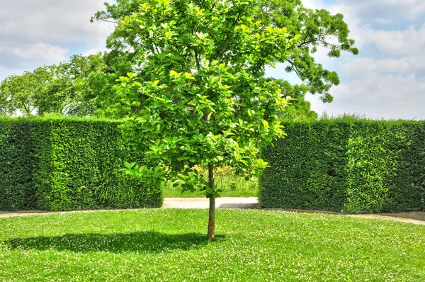 Frankrijk, de marie antoinette landgoed in het park van versailles pa — Stockfoto