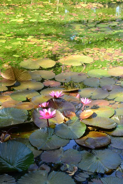 Malerischer garten von pamplemousse in mauritius republik — Stockfoto