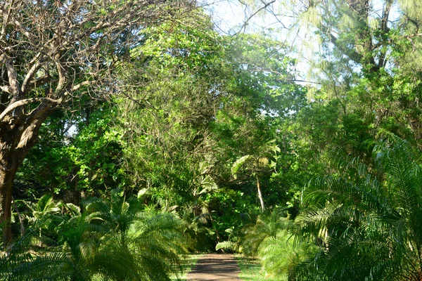 Pittoresco giardino di Pamplemousse nella Repubblica di Mauritius — Foto Stock