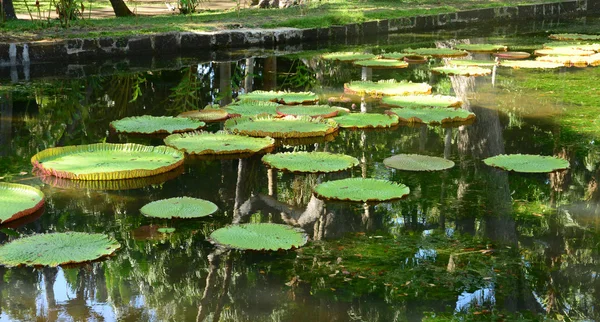 Pitoresco jardim de Pamplemousse na República Maurícia — Fotografia de Stock