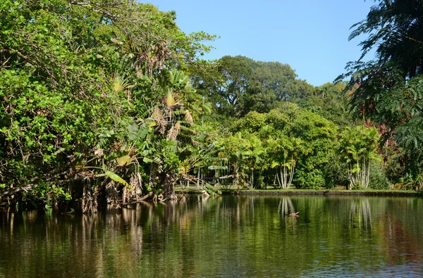 Jardin pittoresque de Pamplemousse en République Maurice — Photo