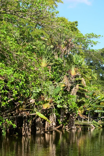 Pintoresco jardín de Pamplemousse en Mauricio República —  Fotos de Stock