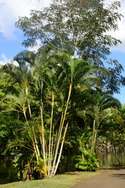 Pittoresco giardino di Pamplemousse nella Repubblica di Mauritius — Foto Stock