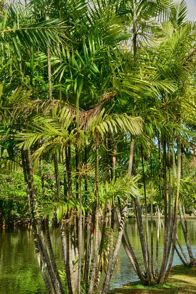 Pintoresco jardín de Pamplemousse en Mauricio República — Foto de Stock