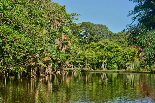 Pittoreska trädgården Pamplemousse Mauritius republik — Stockfoto