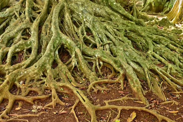 Malerischer garten von pamplemousse in mauritius republik lizenzfreie Stockfotos