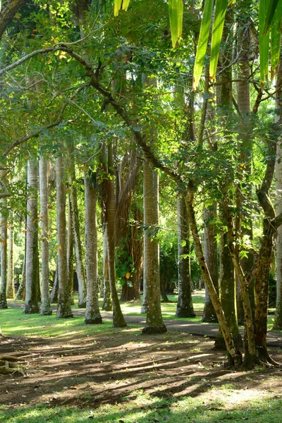 Picturesque garden of Pamplemousse in Mauritius Republic — Stock Photo, Image