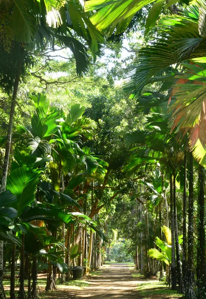 Pittoresco giardino di Pamplemousse nella Repubblica di Mauritius — Foto Stock