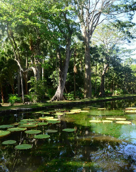 Jardin pittoresque de Pamplemousse en République Maurice — Photo