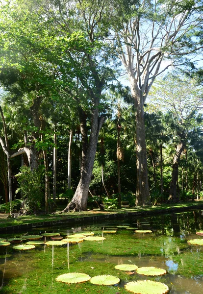 Живописный сад Памплемусса в Республике Маврикий — стоковое фото