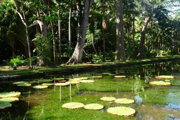 모리셔스 공화국에서 Pamplemousse의 아름 다운 정원 — 스톡 사진