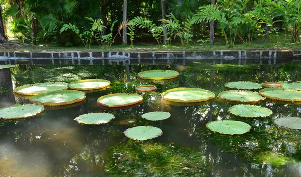 Jardin pittoresque de Pamplemousse en République Maurice — Photo