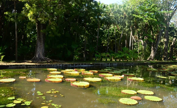 Malerischer garten von pamplemousse in mauritius republik — Stockfoto