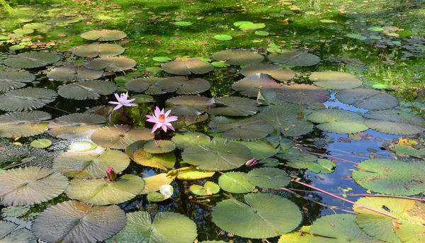 Picturesque garden of Pamplemousse in Mauritius Republic — Stock Photo, Image