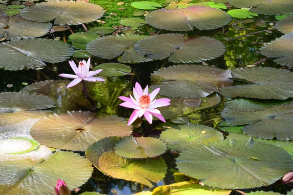 Pintoresco jardín de Pamplemousse en Mauricio República — Foto de Stock