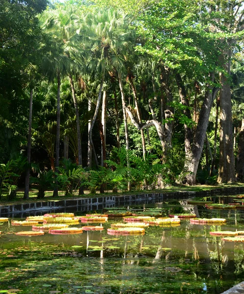 Malowniczy ogród Pamplemousse Republiki Mauritius — Zdjęcie stockowe