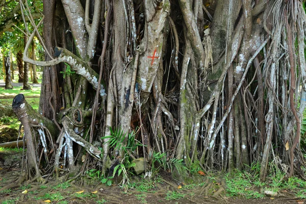 Schilderachtige tuin van pompelmoes in Mauritius Republiek — Stockfoto