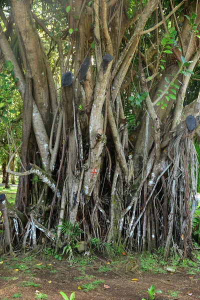 Schilderachtige tuin van pompelmoes in Mauritius Republiek — Stockfoto