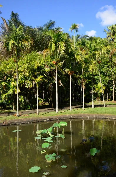 Pittoresco giardino di Pamplemousse nella Repubblica di Mauritius — Foto Stock