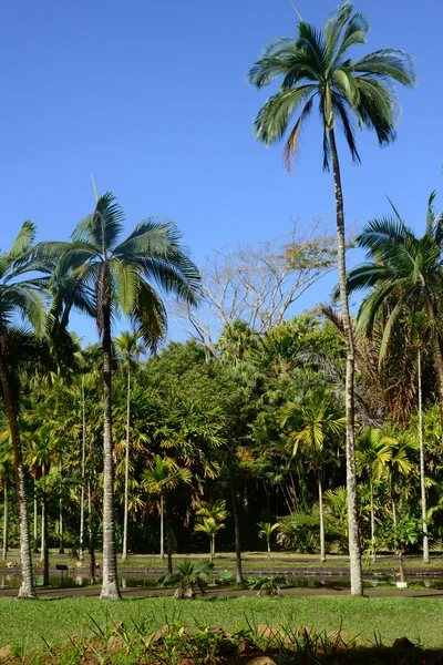 Pintoresco jardín de Pamplemousse en Mauricio República — Foto de Stock