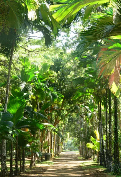 Pittoresco giardino di Pamplemousse nella Repubblica di Mauritius — Foto Stock