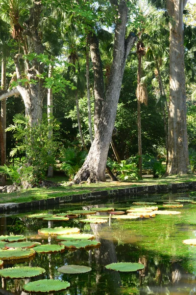 Picturesque garden of Pamplemousse in Mauritius Republic — Stock Photo, Image