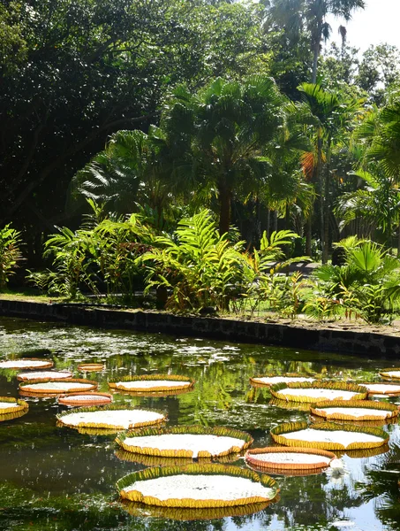 Malowniczy ogród Pamplemousse Republiki Mauritius — Zdjęcie stockowe