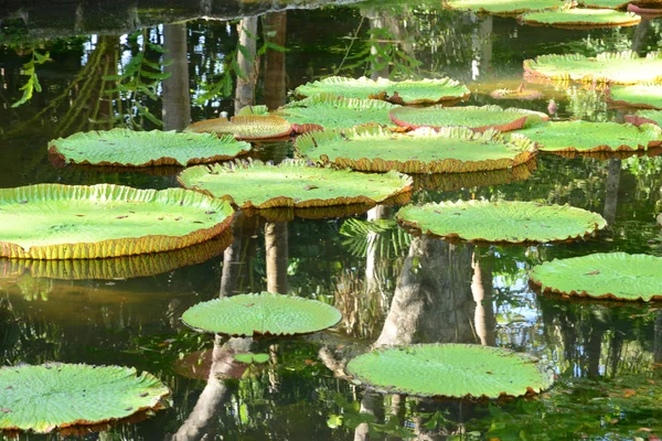 Pitoresco jardim de Pamplemousse na República Maurícia — Fotografia de Stock