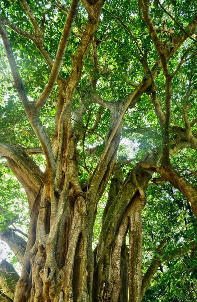 Schilderachtige tuin van pompelmoes in Mauritius Republiek — Stockfoto