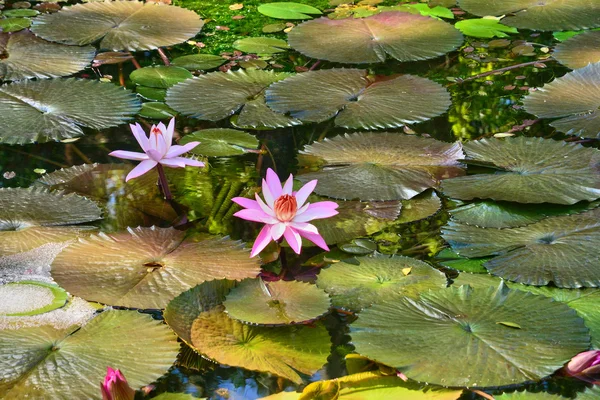 모리셔스 공화국에서 Pamplemousse의 아름 다운 정원 — 스톡 사진