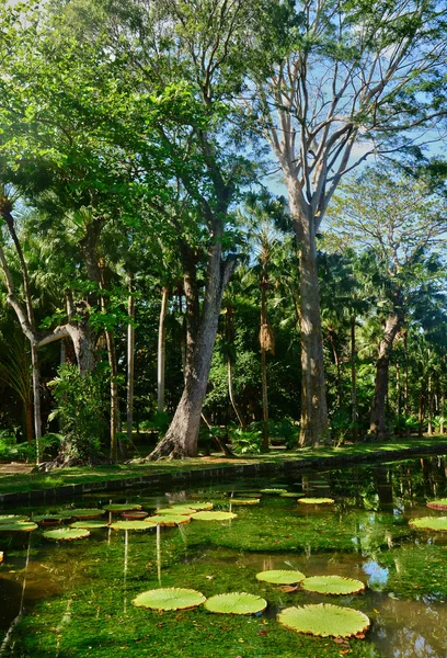 Pitoresco jardim de Pamplemousse na República Maurícia — Fotografia de Stock