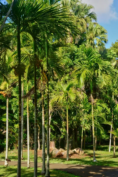 Malebné zahradě Pamplemousse mauricijská republika — Stock fotografie