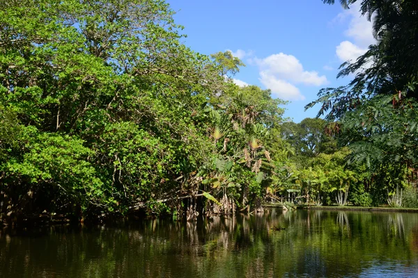 Pintoresco jardín de Pamplemousse en Mauricio República —  Fotos de Stock