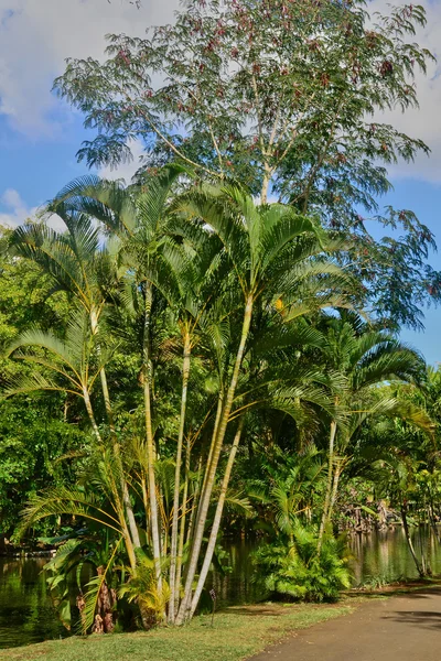 Pittoresco giardino di Pamplemousse nella Repubblica di Mauritius — Foto Stock