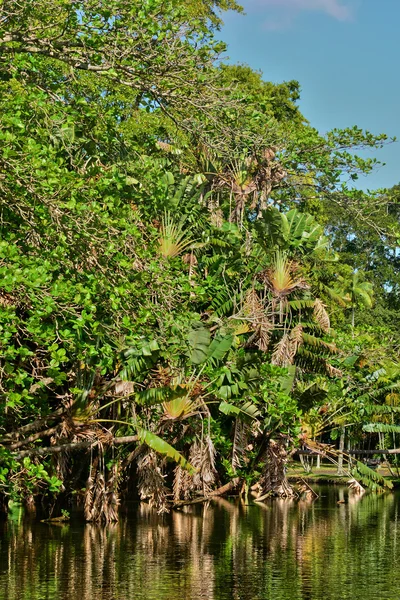 Pintoresco jardín de Pamplemousse en Mauricio República —  Fotos de Stock