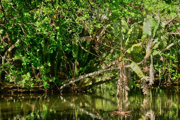 Mauritius Cumhuriyeti pitoresk Pamplemousse Bahçe — Stok fotoğraf