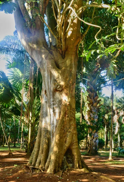 Pintoresco jardín de Pamplemousse en Mauricio República — Foto de Stock