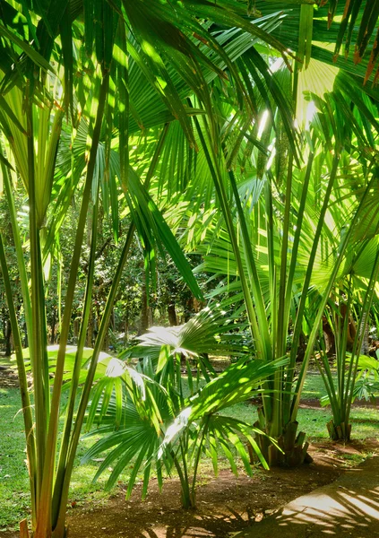 Malowniczy ogród Pamplemousse Republiki Mauritius — Zdjęcie stockowe