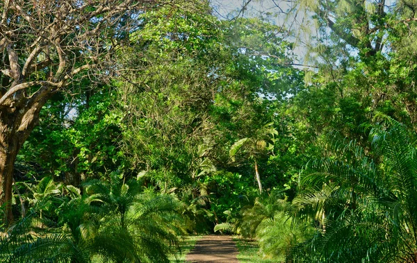 Picturesque garden of Pamplemousse in Mauritius Republic — Stock Photo, Image