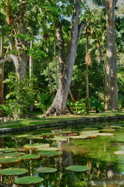 Mauritius Cumhuriyeti pitoresk Pamplemousse Bahçe — Stok fotoğraf