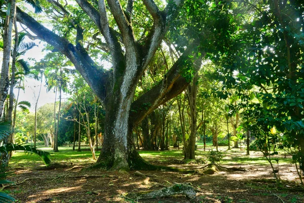 Picturesque garden of Pamplemousse in Mauritius Republic — Stock Photo, Image