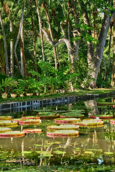 风景如画的花园粒粒在毛里求斯共和国 — 图库照片