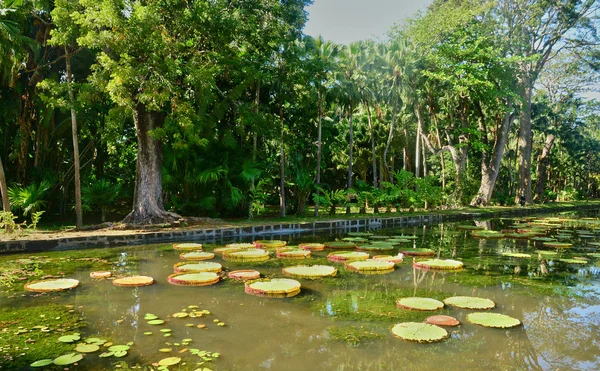 Pintoresco jardín de Pamplemousse en Mauricio República — Foto de Stock