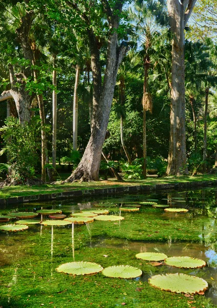 Pintoresco jardín de Pamplemousse en Mauricio República — Foto de Stock