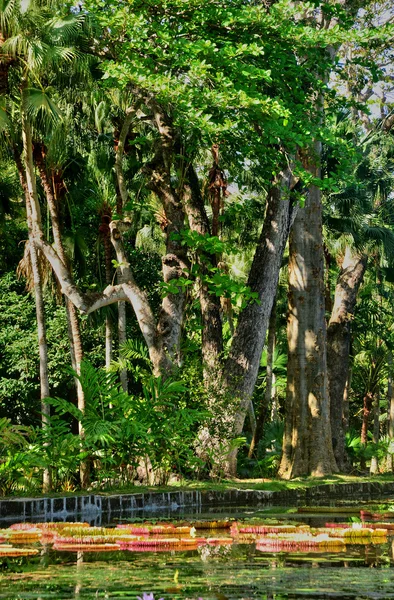 Pintoresco jardín de Pamplemousse en Mauricio República — Foto de Stock