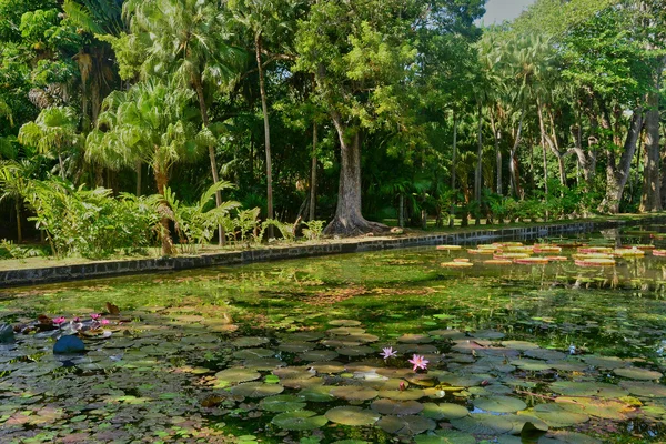 Mauritius Cumhuriyeti pitoresk Pamplemousse Bahçe — Stok fotoğraf